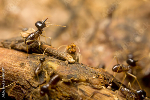 Macro of termites on the forest floor, Borneo, Malaysia © corlaffra
