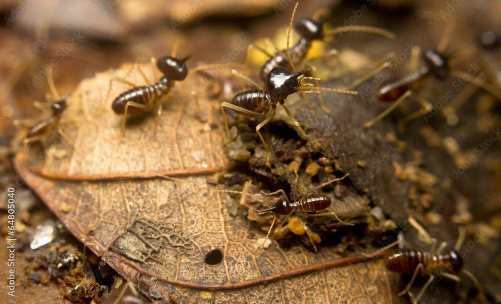 Macro of worker termites on the forest floor, Borneo, Malaysia Macro of worker termites on the forest floor, Borneo, Malaysia