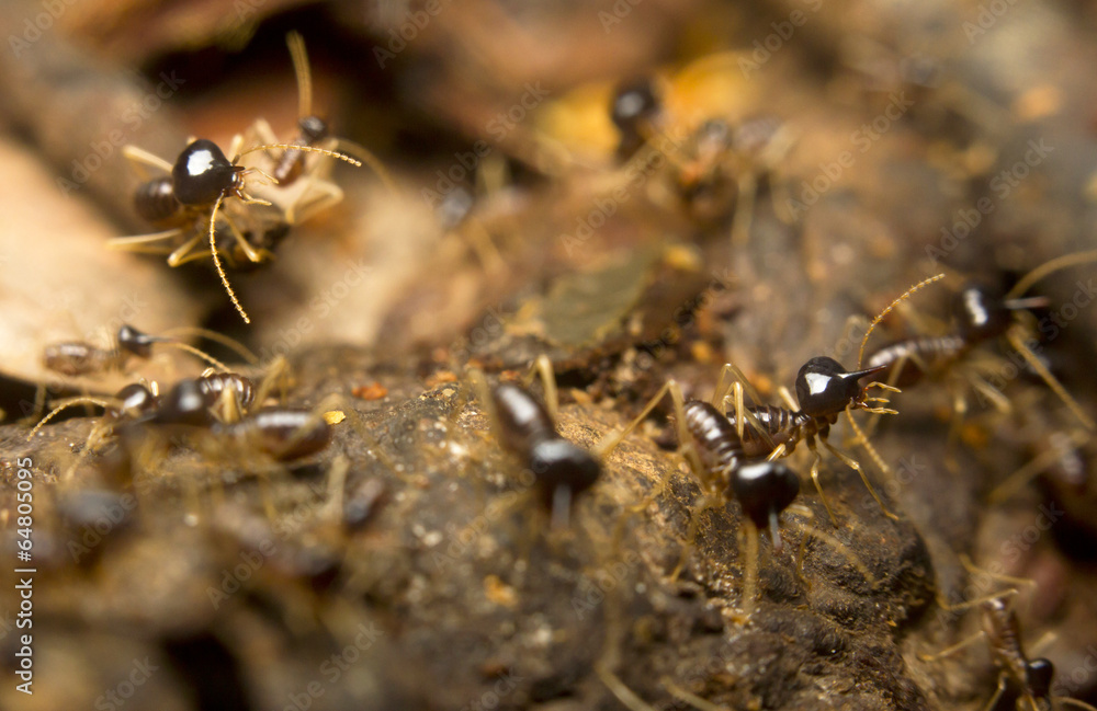 Macro of worker termites on the forest floor, Borneo, Malaysia Macro of worker termites on the forest floor, Borneo, Malaysia