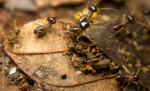 Macro of worker termites on the forest floor, Borneo, Malaysia