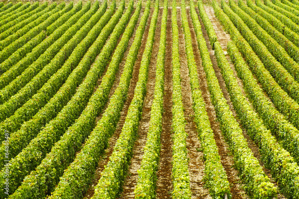 krzaki winogron na polu poukładane w rzędach