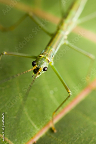 Macro of a stick insect (Phasmatodea), Borneo, Malaysia © corlaffra