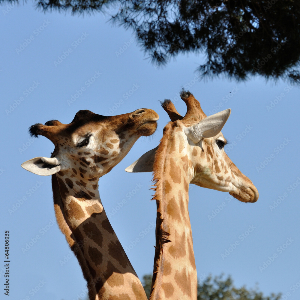 Fototapeta premium vie sauvage