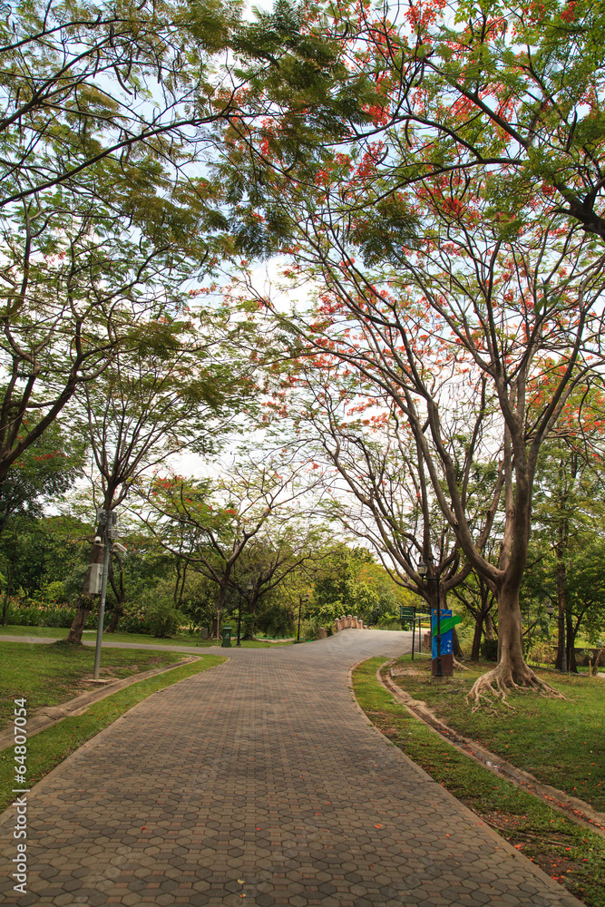 Colorful trees