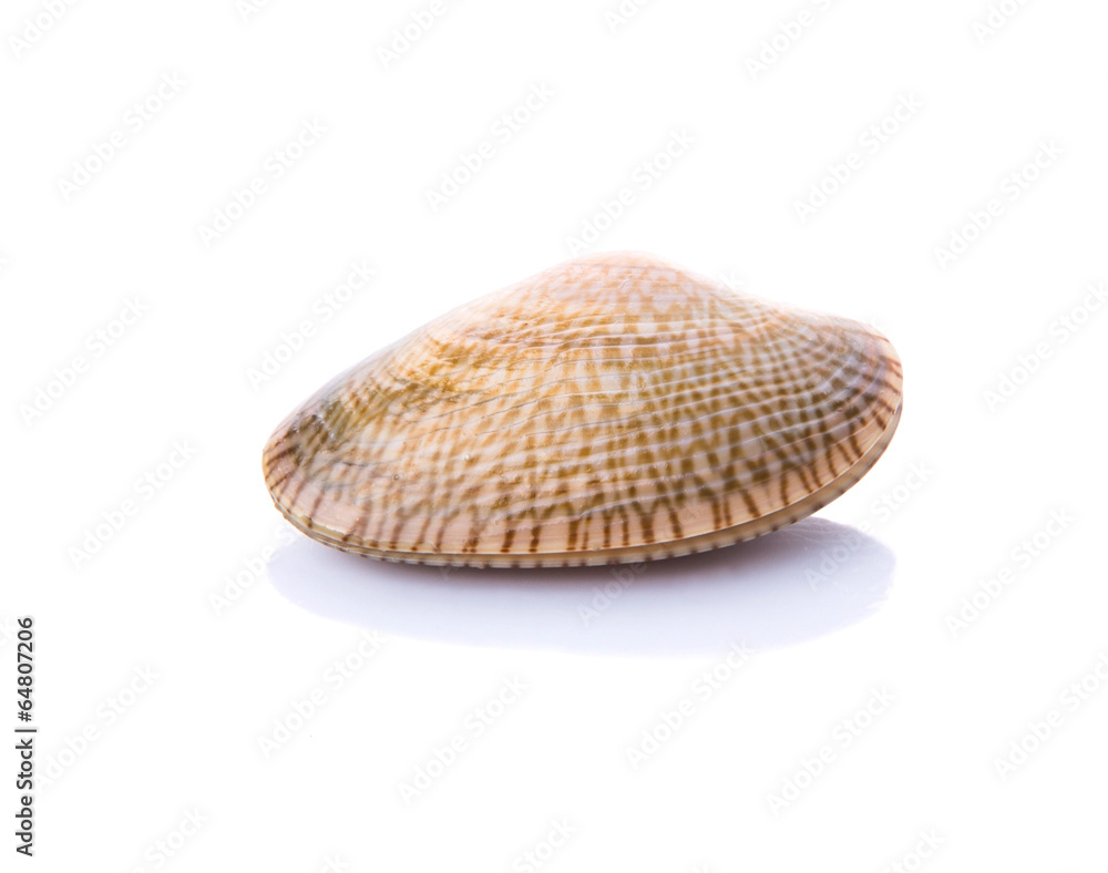 Fresh soft shell clams over white background Fresh soft shell clams over white background