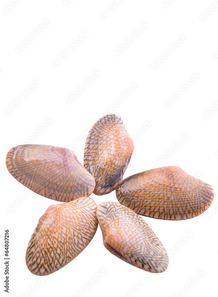Fresh soft shell clams over white background Fresh soft shell clams over white background