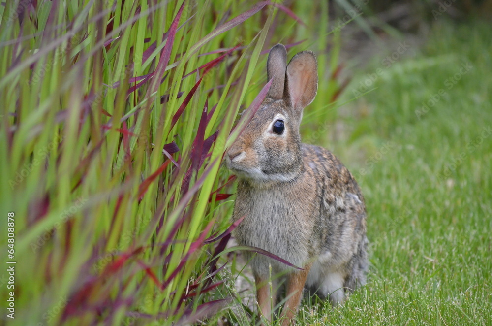 Fototapeta premium Rabbit in the garden grasses