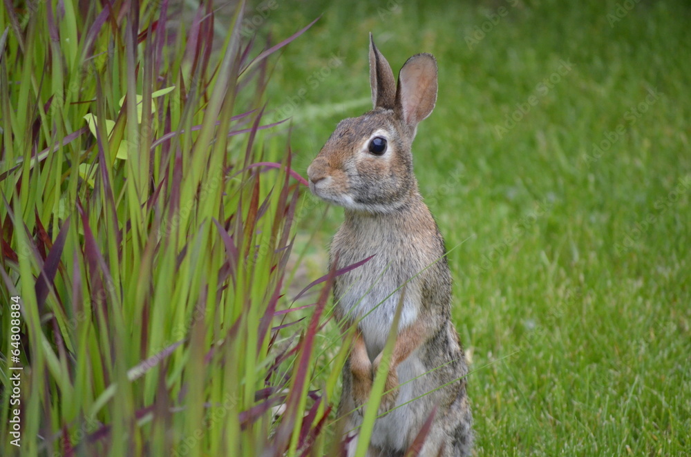 Fototapeta premium Rabbit investigating the ornamental grass