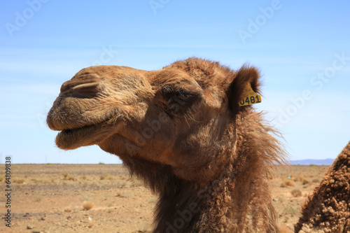 Camel Head © kentoh