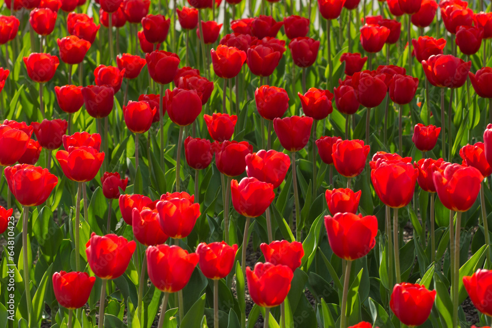 Fototapeta premium Tulips