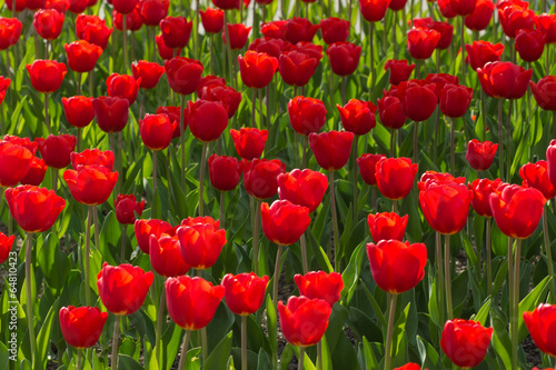 Tulips