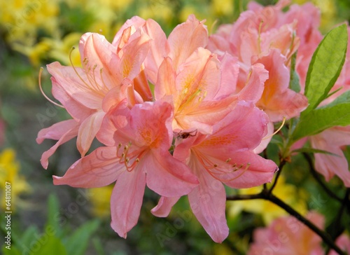 rhododendron bush with pink flowers close up photo