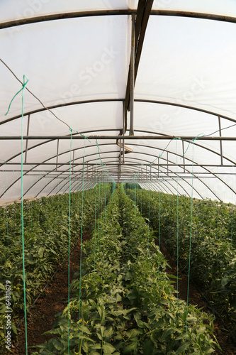 Tomato cultivating in green...