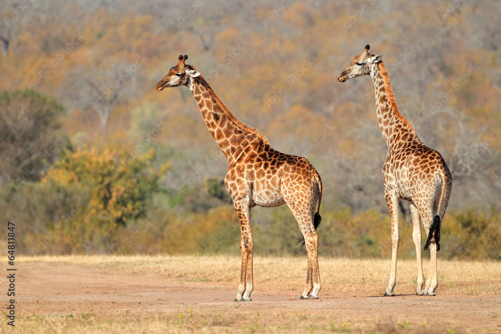 Obraz premium Two giraffes in the African savanna