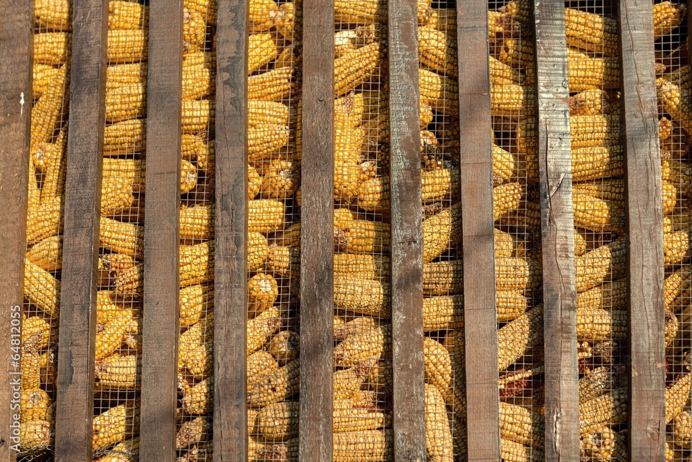Large group of industrial corn Large group of industrial corn