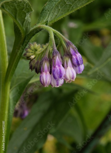 comfrey herb in blossom photo