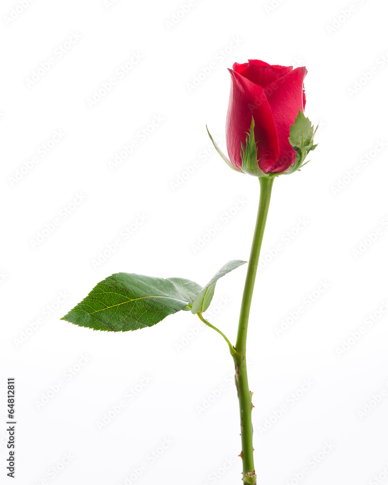 Red rose Red rose