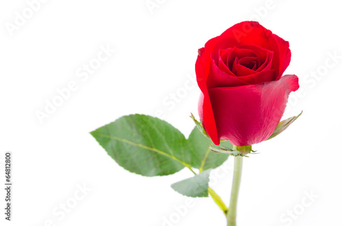 Red rose © siraphol