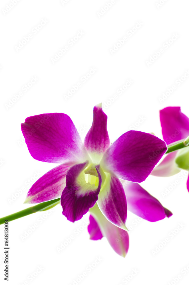 Orchind isolated white background Orchind isolated white background