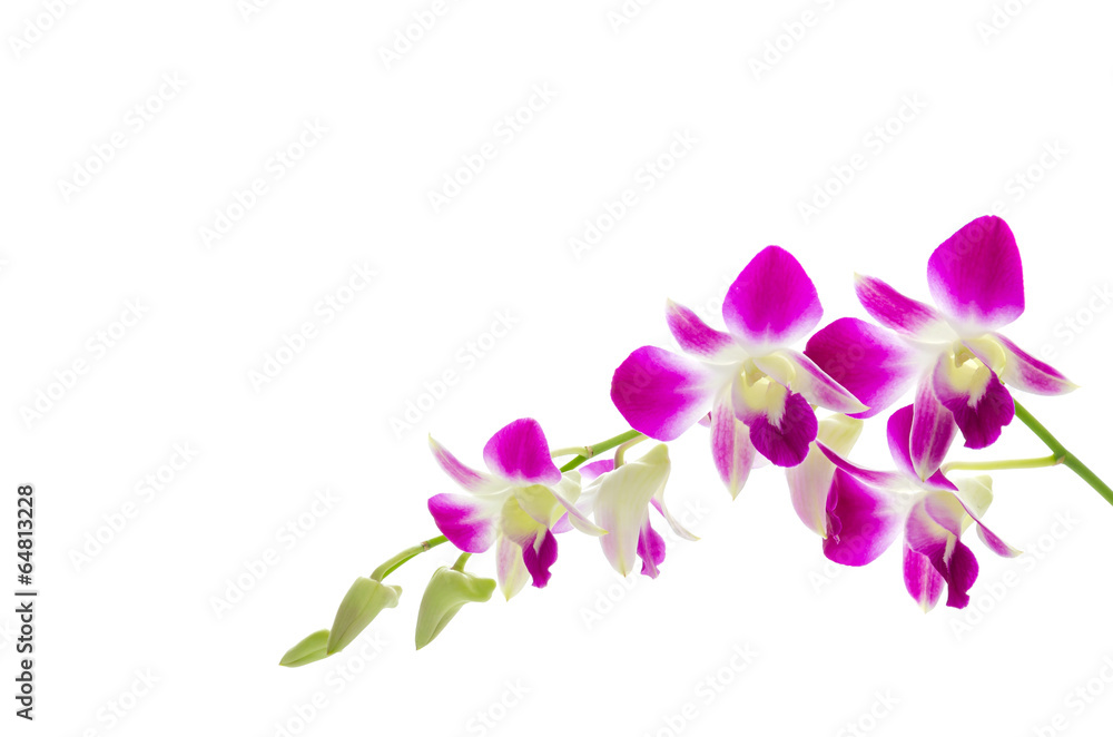 Purple orchid flower isolated white background Purple orchid flower isolated white background