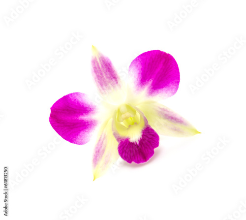 Purple orchid flower isolated white background