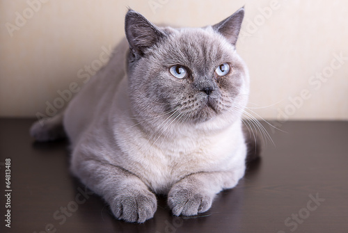 British shorthair cat