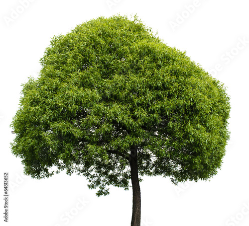 Green Tree Isolated on White Background Fototapeta