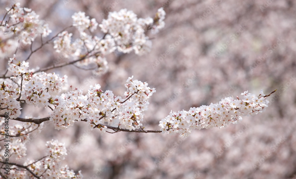 beautiful sakura cherry blossom in spring season beautiful sakura cherry blossom in spring season