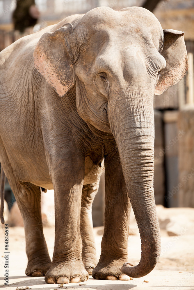 Fototapeta premium great elephant