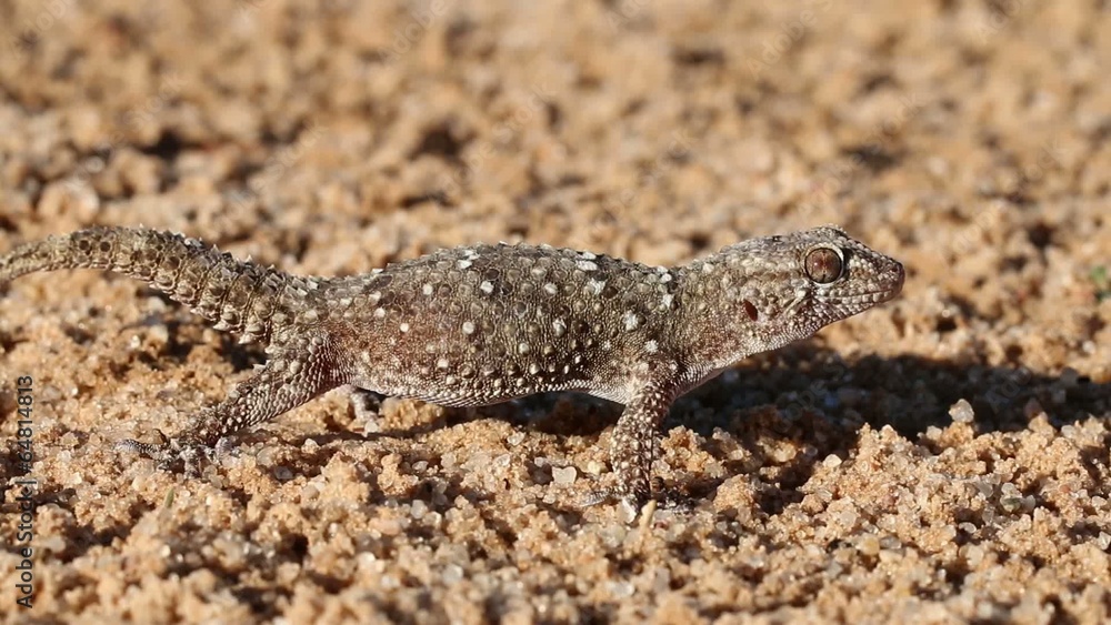 Bibron gecko, Kalahari desert Bibron gecko, Kalahari desert