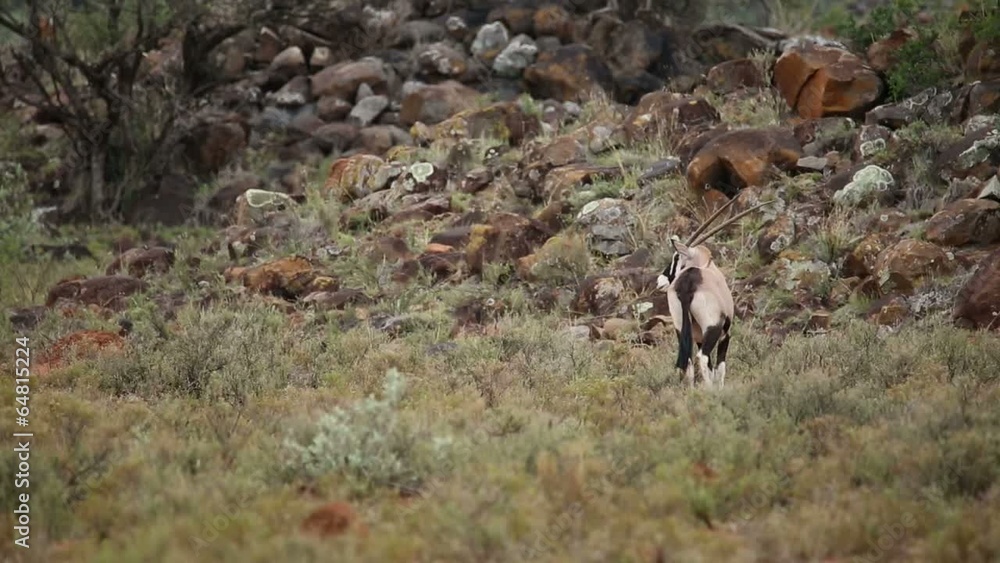 Gemsbok antelopes running in natural habitat Gemsbok antelopes running in natural habitat