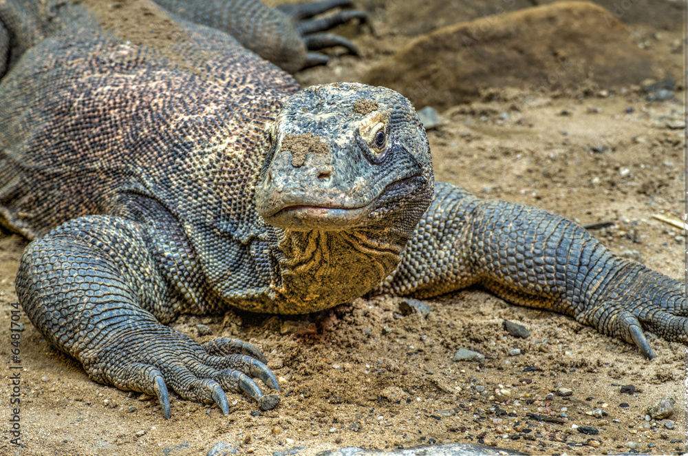 Komodo dragon (Varanus komodoensis), also known as the Komodo mo Komodo dragon (Varanus komodoensis), also known as the Komodo mo