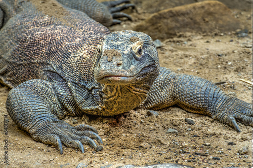 Komodo dragon  Varanus komodoensis   also known as the Komodo mo