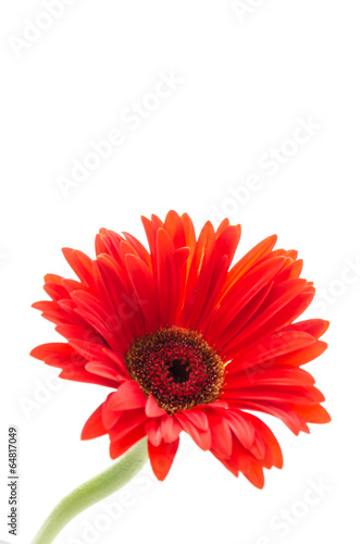 Gerbera