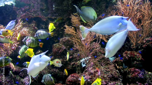 Group of coral fish in blue water.