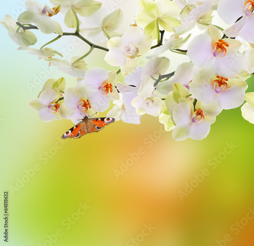 Spring beautiful nature background