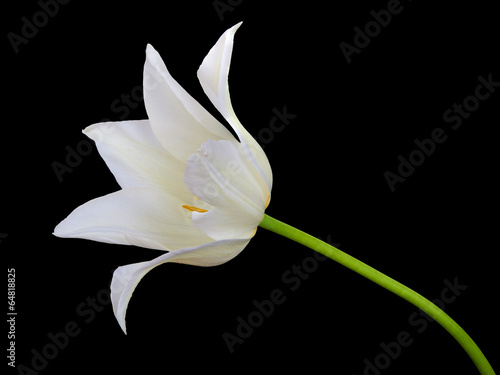 White tulip isolated on black background