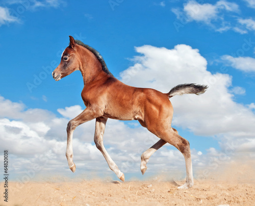 foal little horse baby run trot