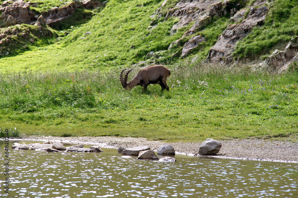 Fototapeta premium Bouquetin