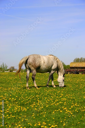 Piękny koń na żółtej łące