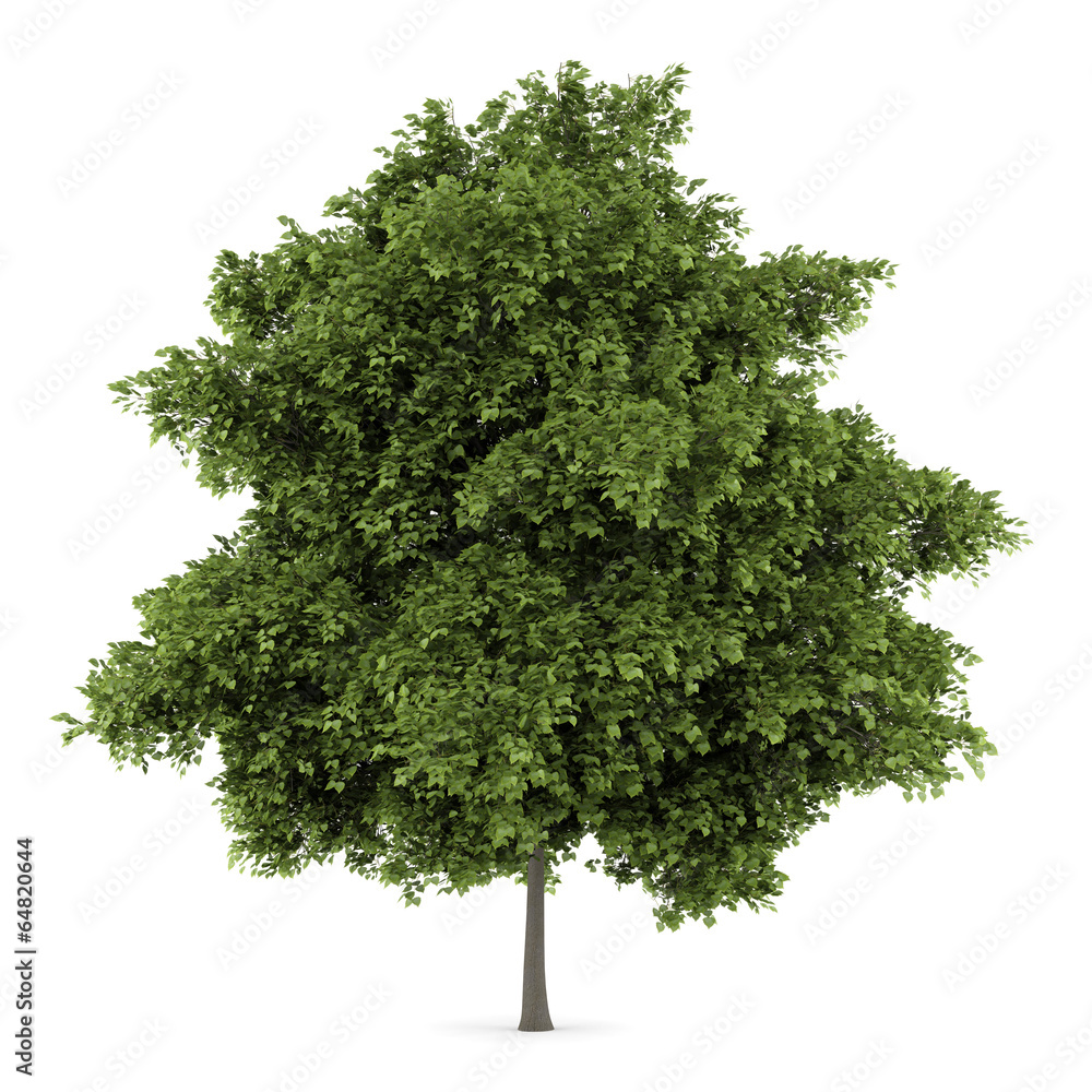 Fototapeta premium small-leaved lime tree isolated on white background