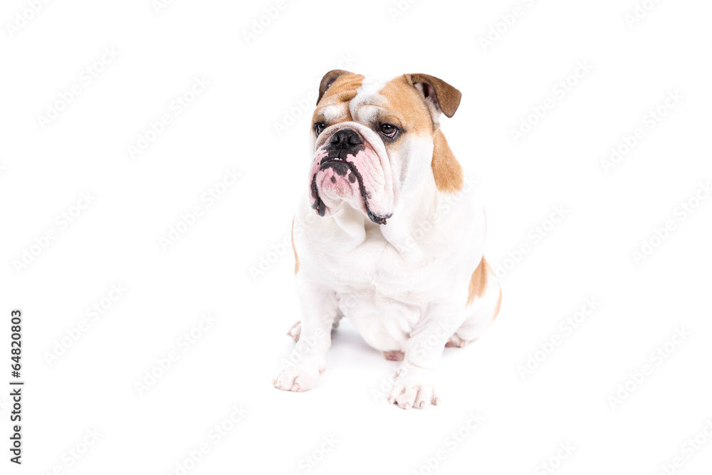 English Bulldog on a white background