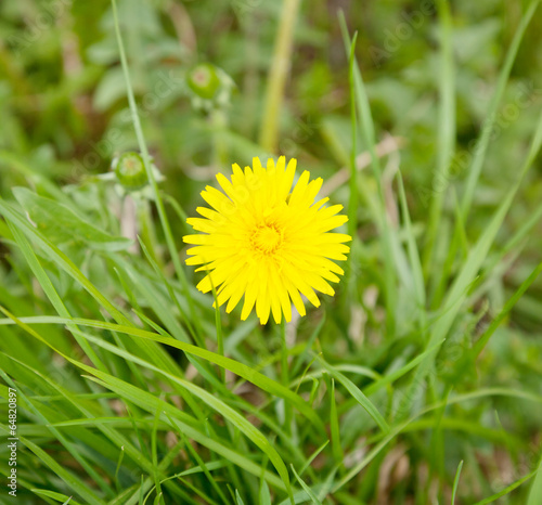 yellow dandelion in the forest in soft focus  defocused image