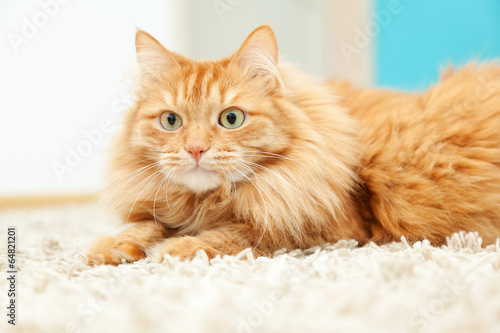 funny fluffy ginger cat lying