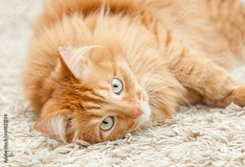 Fototapeta Naklejka Na Ścianę i Meble -  funny fluffy ginger cat lying