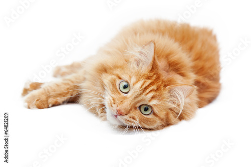 Fototapeta Naklejka Na Ścianę i Meble -  fluffy red  cat  isolated on white background