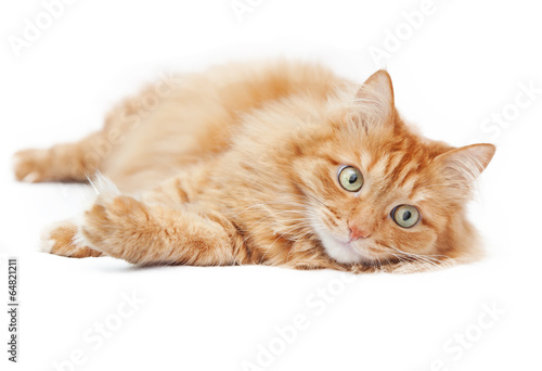 Fototapeta Naklejka Na Ścianę i Meble -  fluffy red  cat  isolated on white background