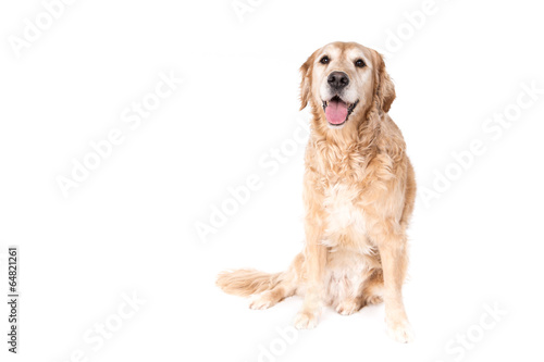 Golden Retriever dog on a white background