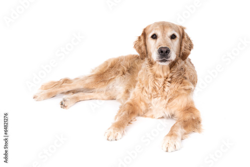 Golden Retriever dog on a white background