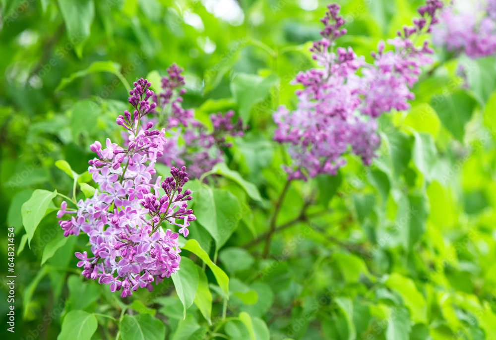 branch of lilac flowers with green leaves branch of lilac flowers with green leaves